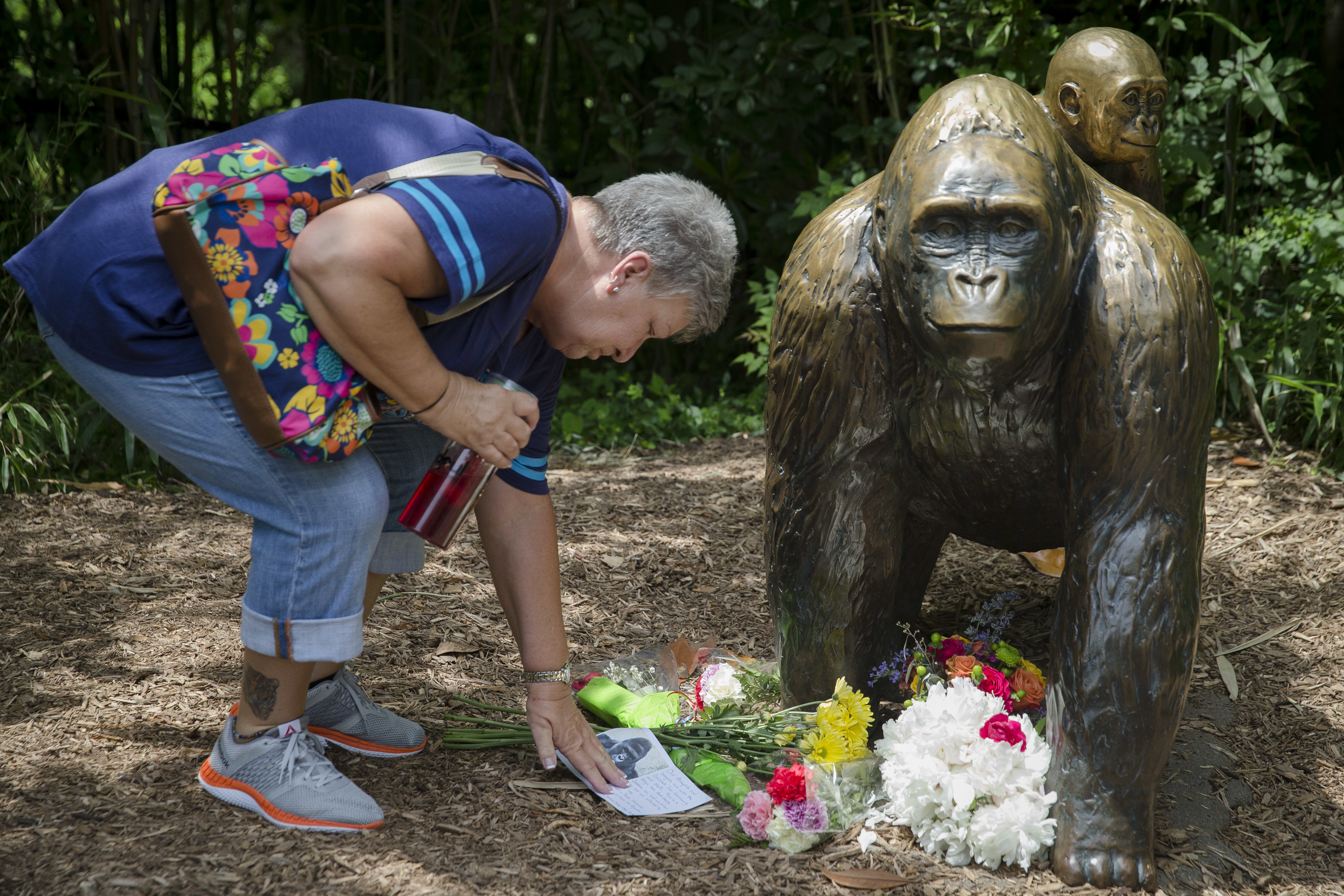 Gorilla shot at Cincinnati Zoo after child, 4, falls into moat - Washington  Times