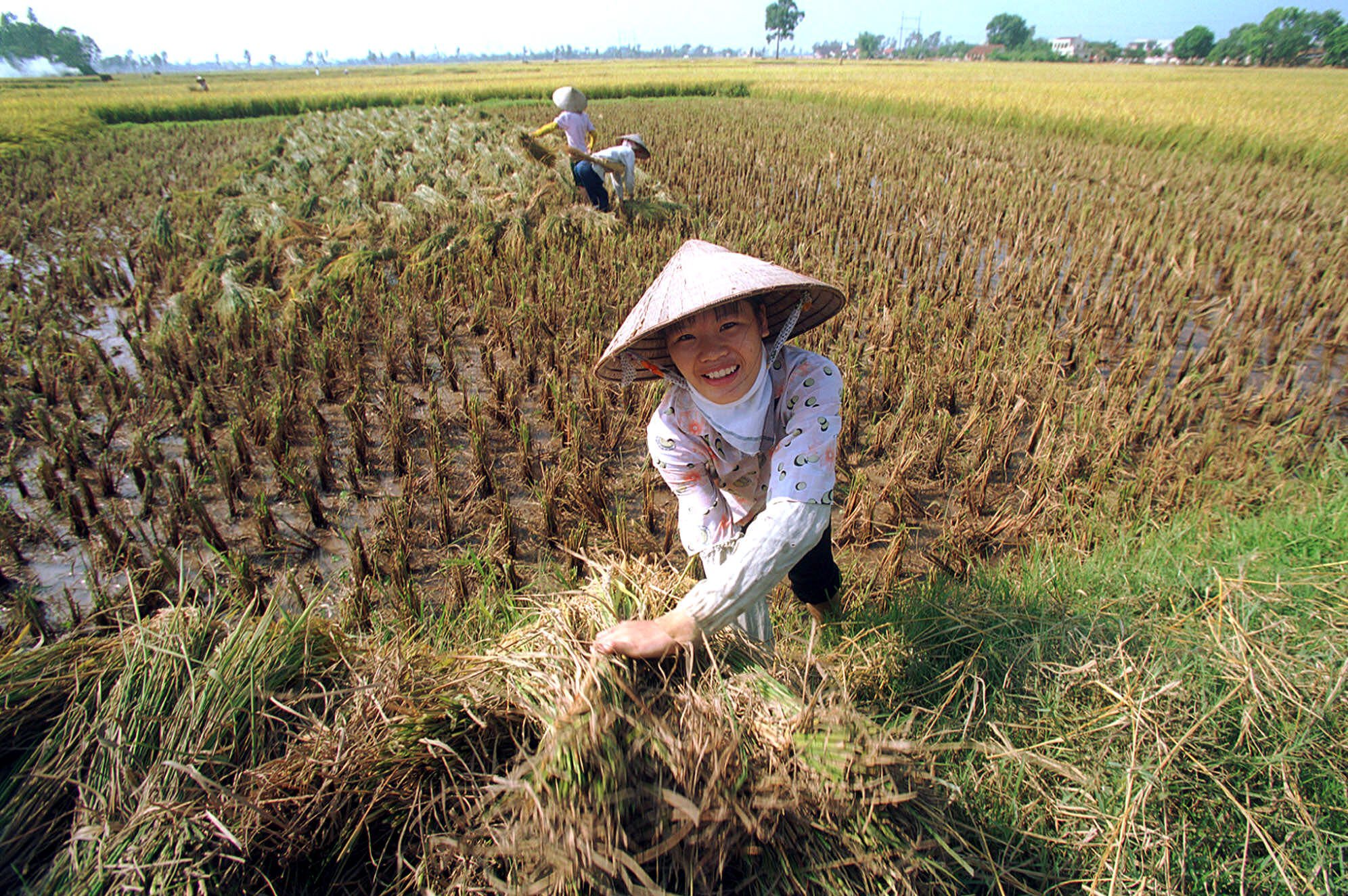 Vietnams Fertile Rice Bowl Threatened By Climate Shifts - 