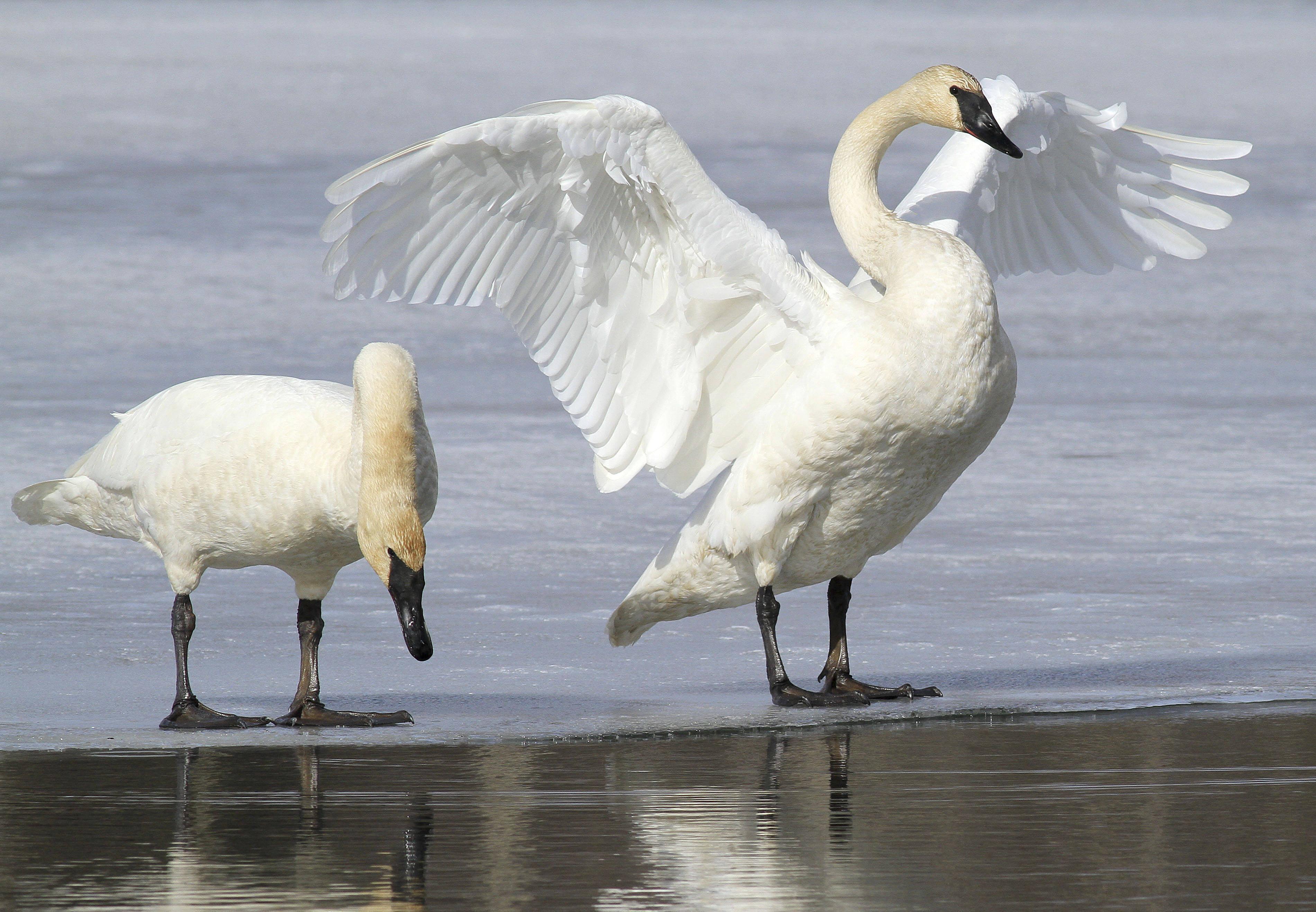 US agency's bid to allow trumpeter swan hunting draws fire - Washington  Times