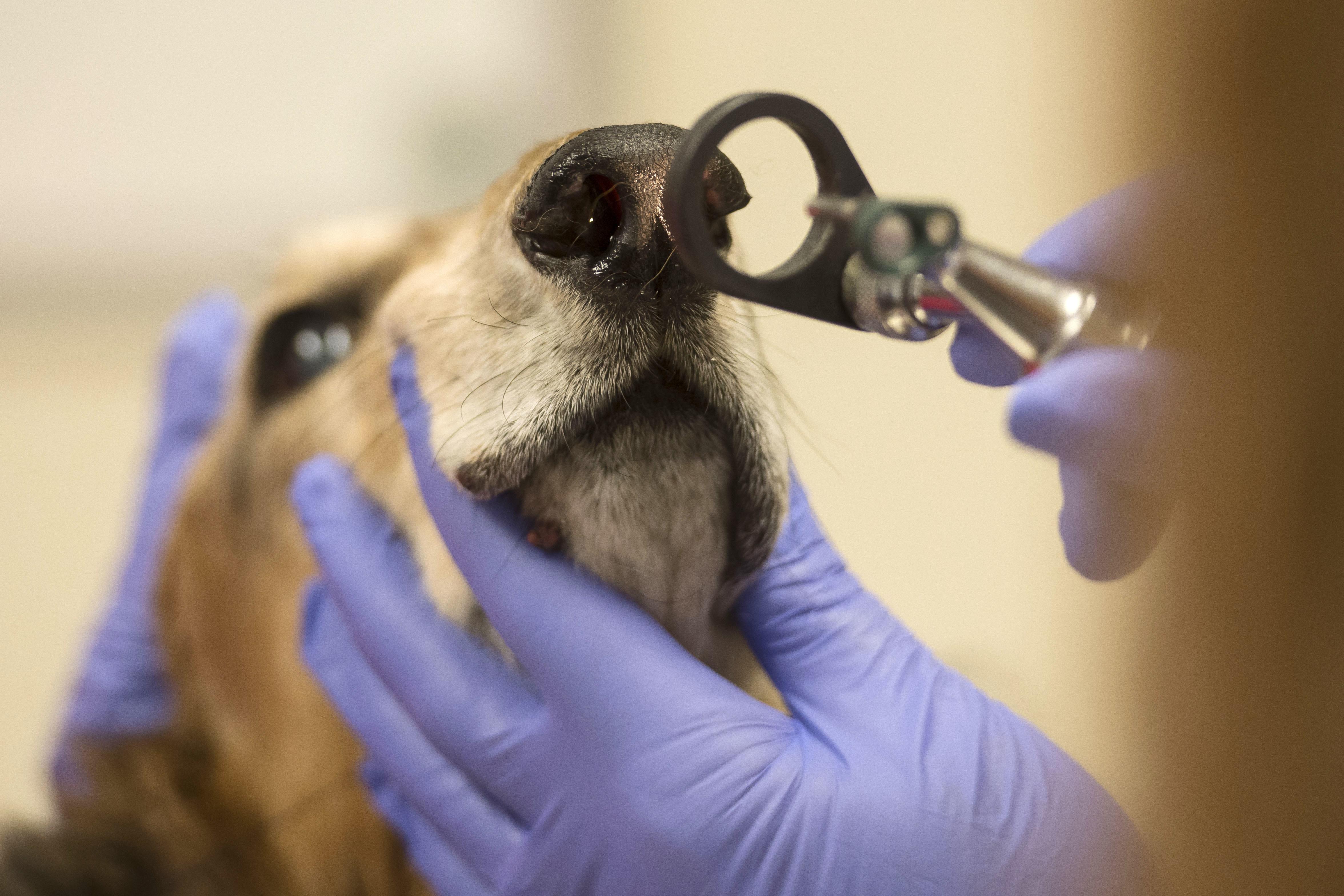 У собаки сопли из носа. Исследование носовой полости у животных. Исследования на животных. Риноскопия носа у собаки.