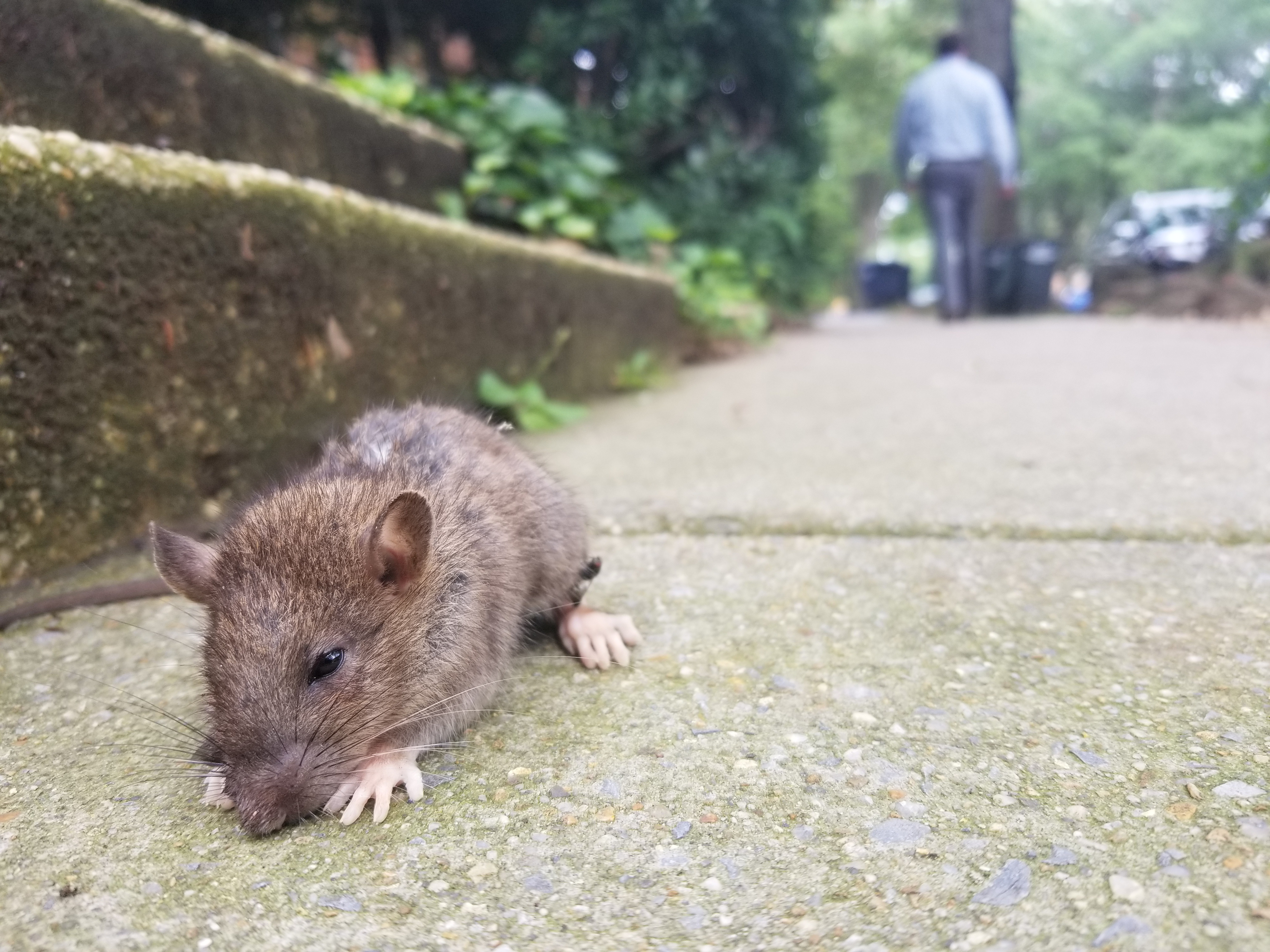 rat problem