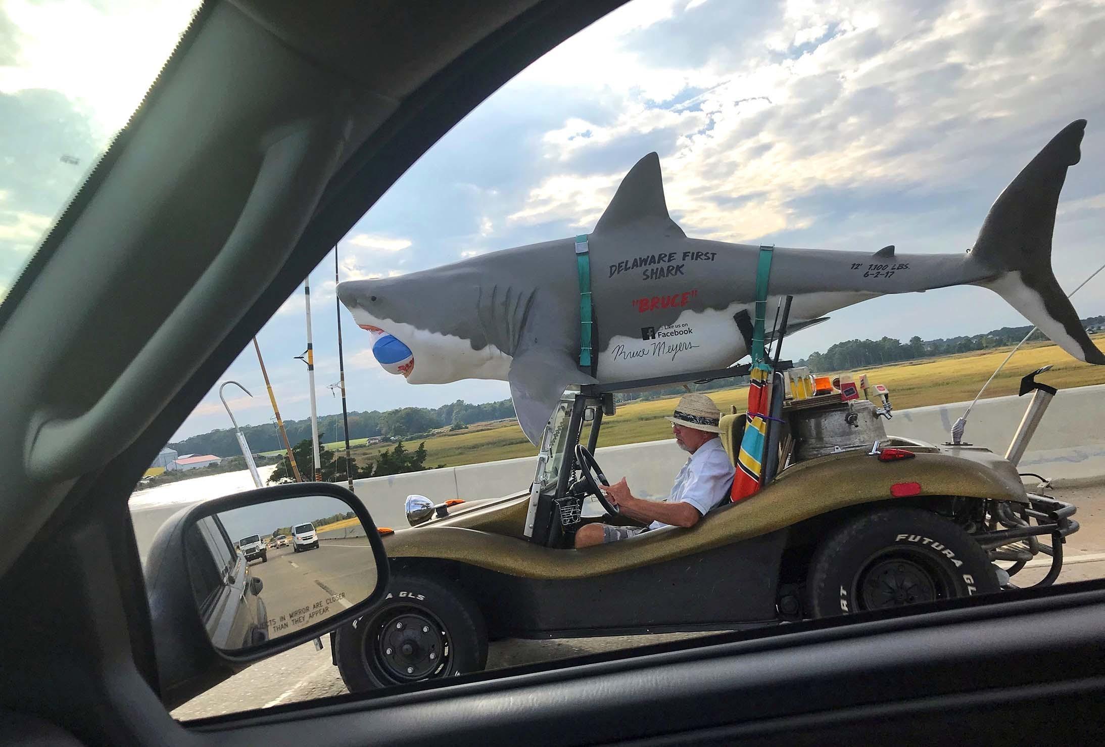 shark in a car