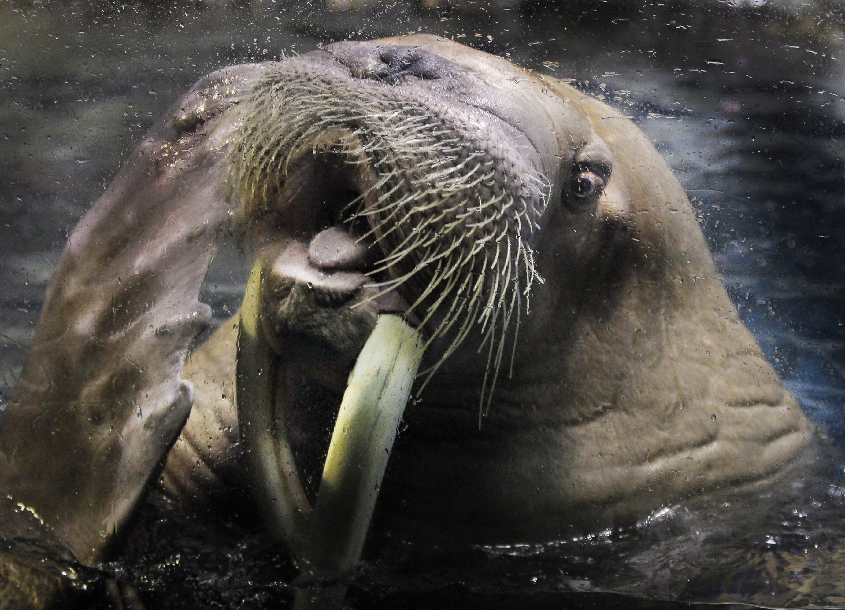 Netflix 'Our Planet' hit on climate change walrus cliff-diving claim -  Washington Times