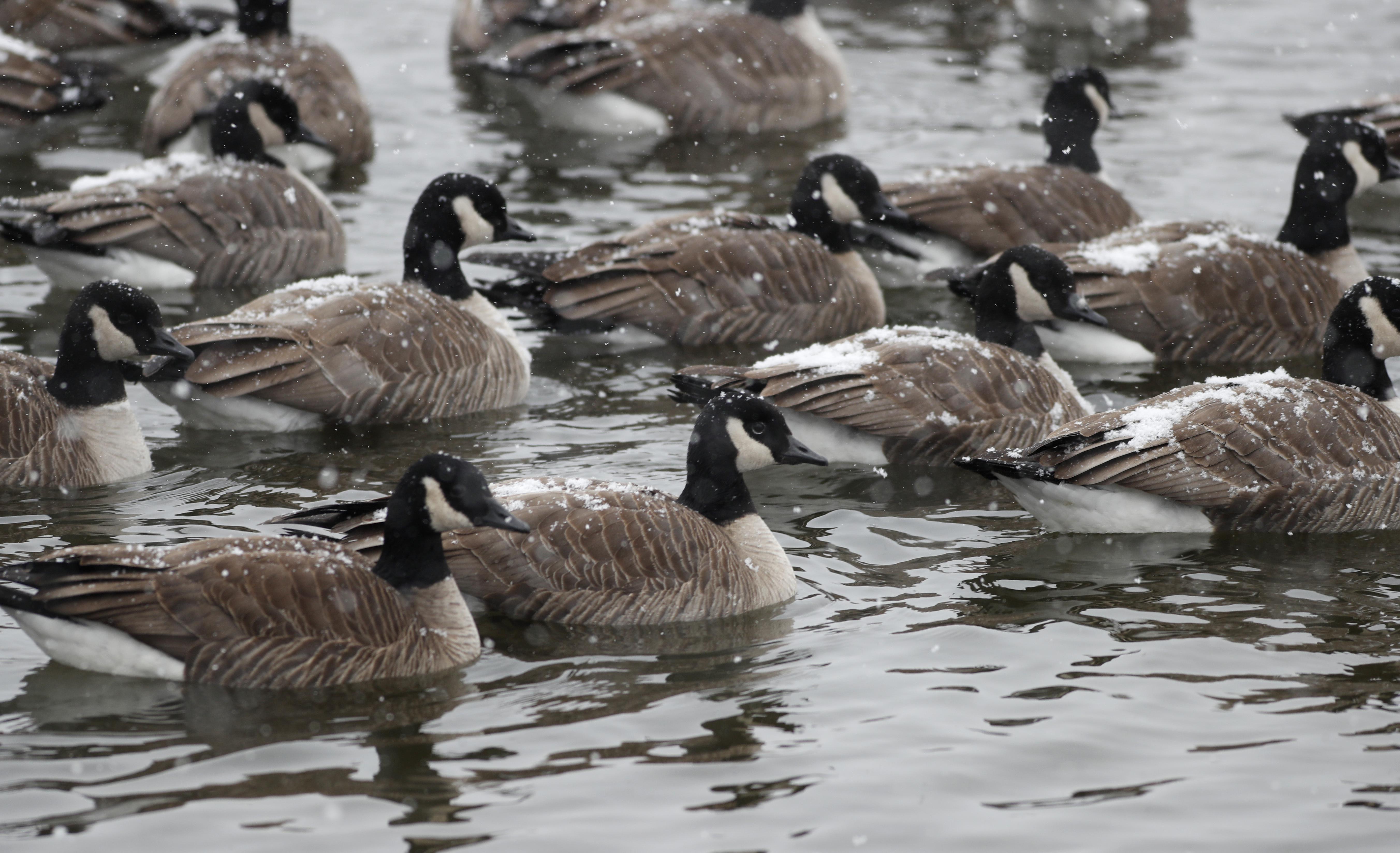 Michigan to kill Canada geese instead of relocating them Washington Times