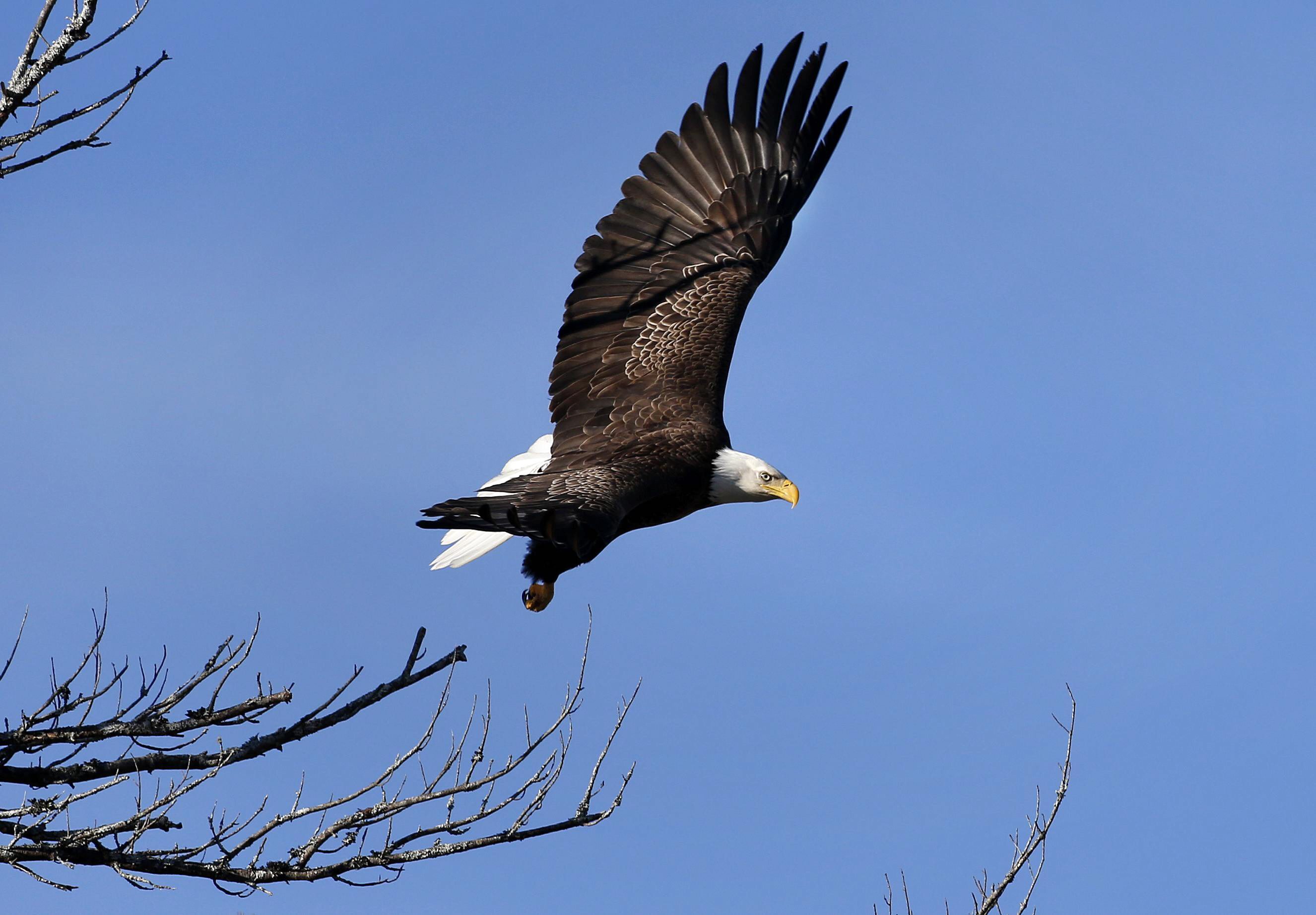 Stream episode Protect Bald Eagles by Warrior Kids Podcast podcast