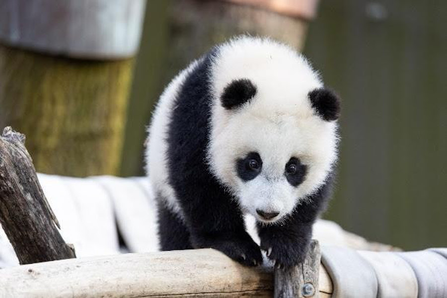 The National Zoo's Panda Cub Has a Name: Xiao Qi Ji - The New York Times