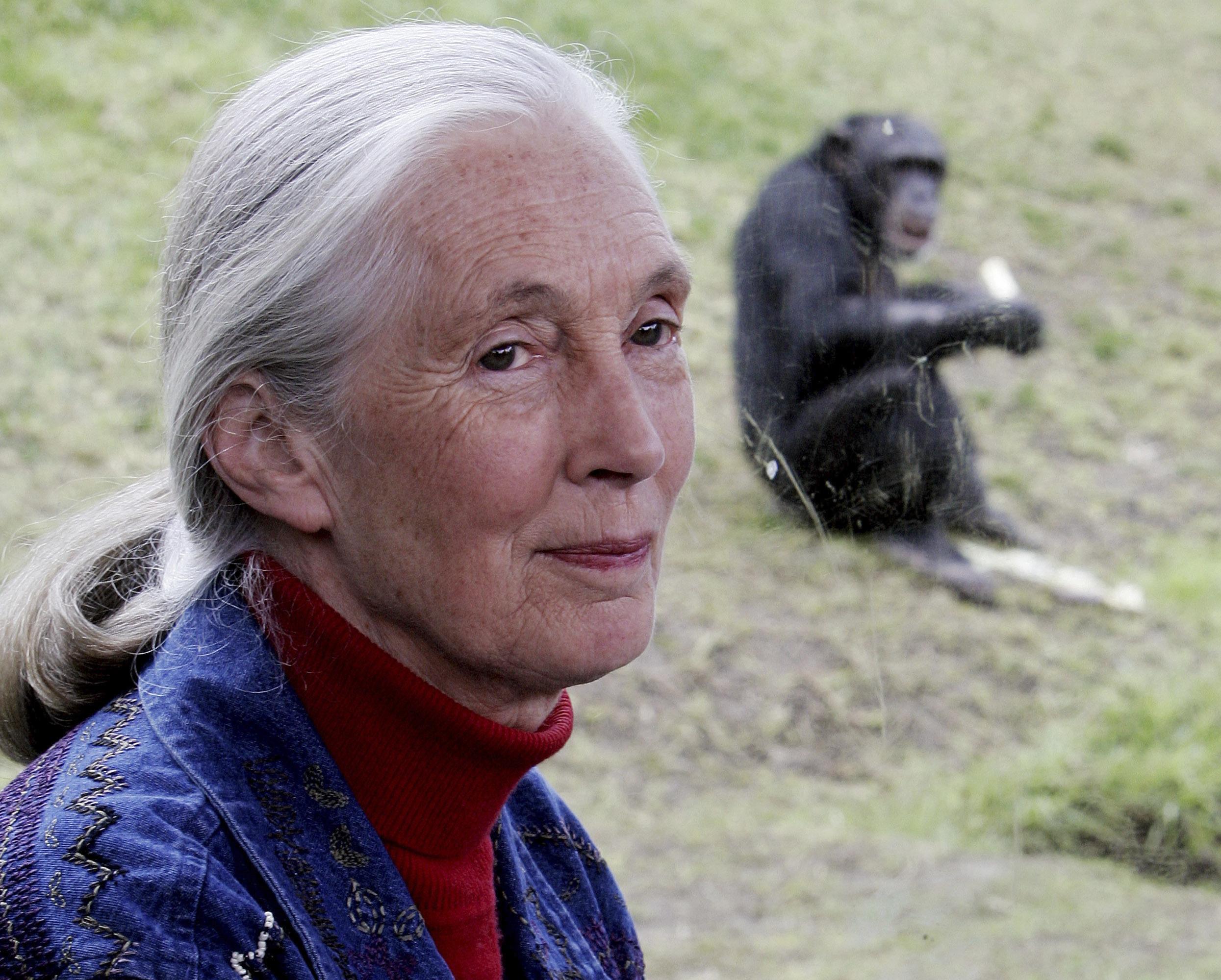 Jane goodall pics.