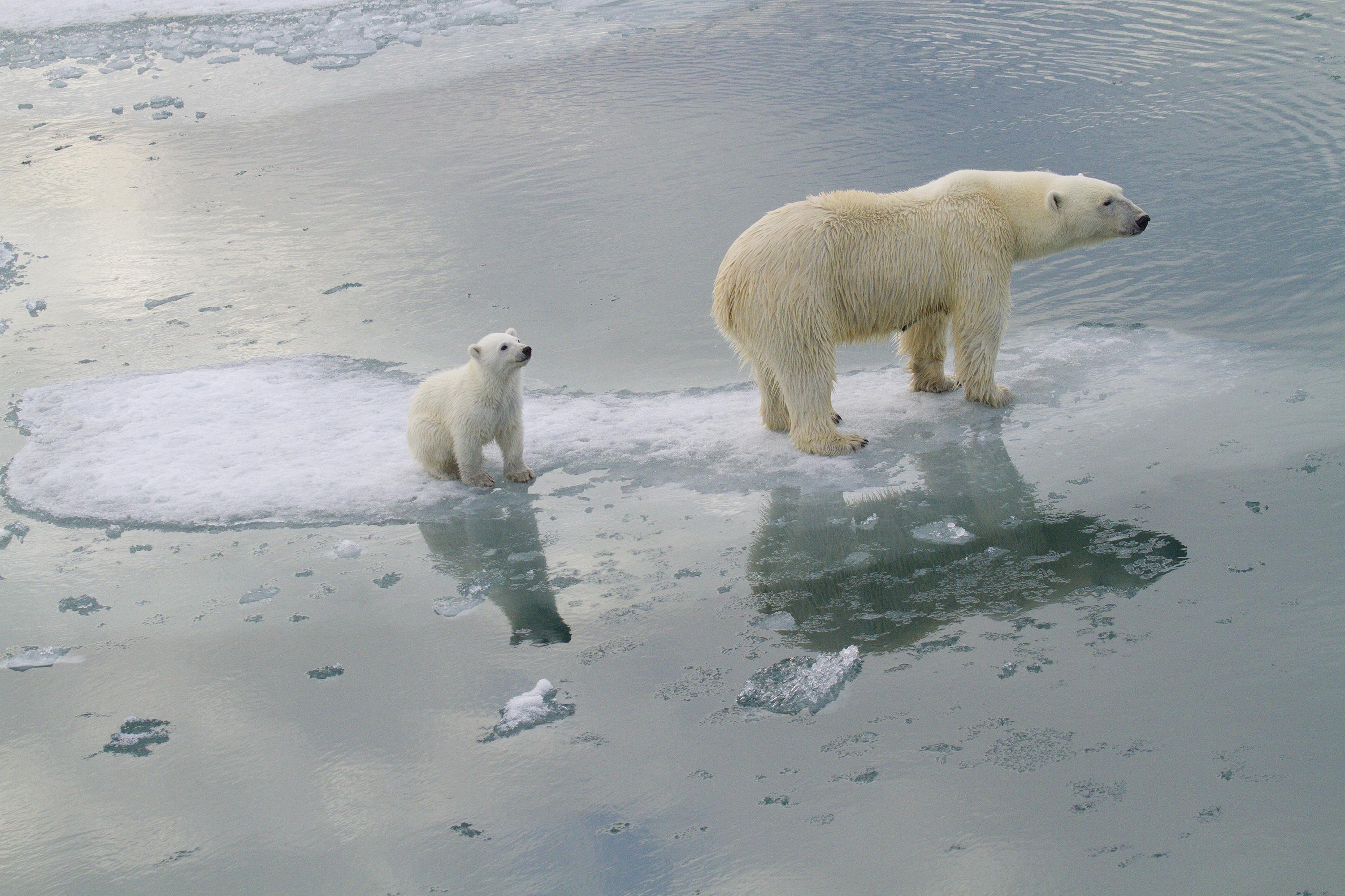 Climate change is forcing polar bears to eat garbage