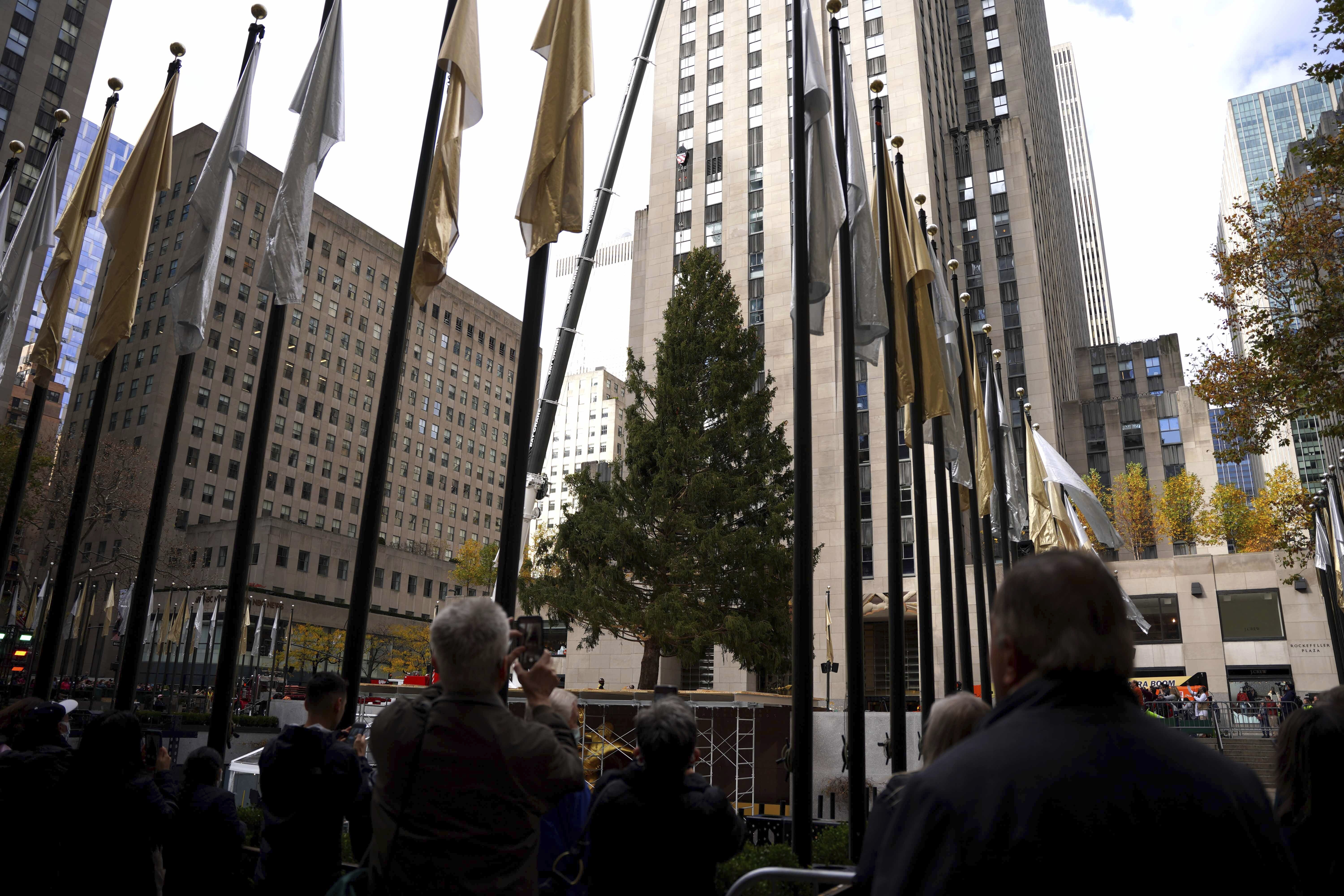 Home For The Holidays Rockefeller Tree Arrives In Nyc Washington Times