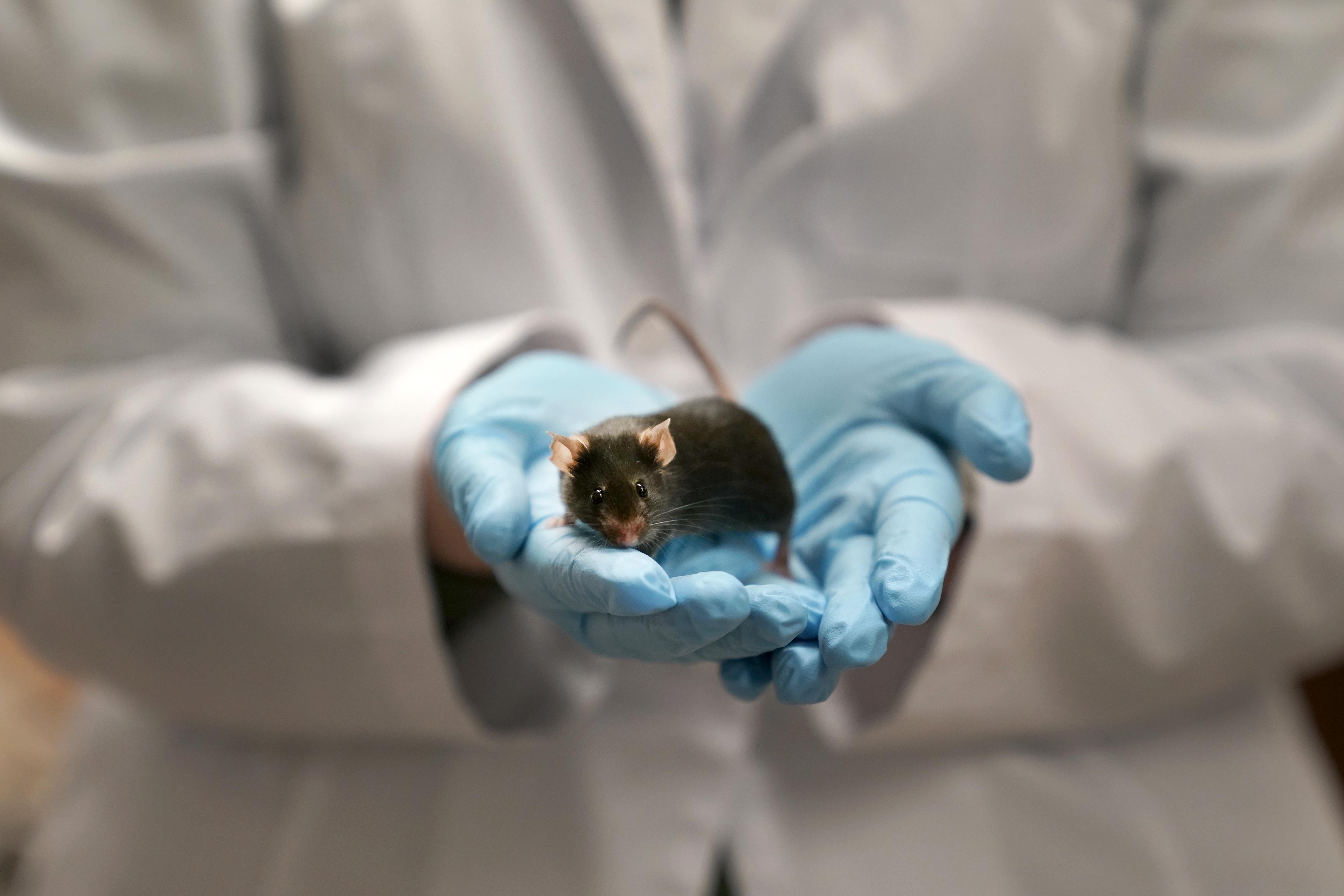 Scientists make baby mice from two males inching closer to same