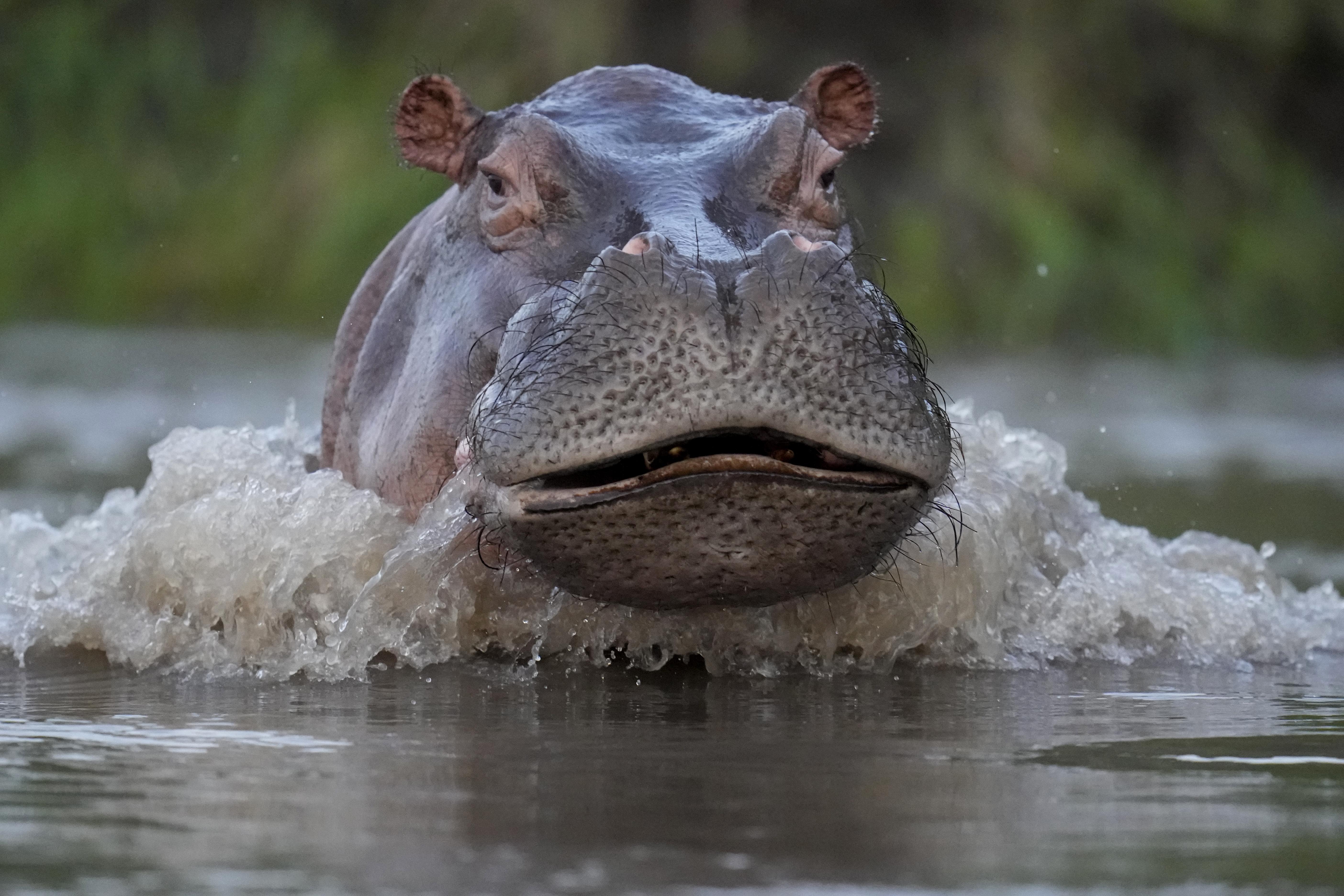Animal sanctuaries in Mexico, India set to take 70 Colombian hippos -  Washington Times