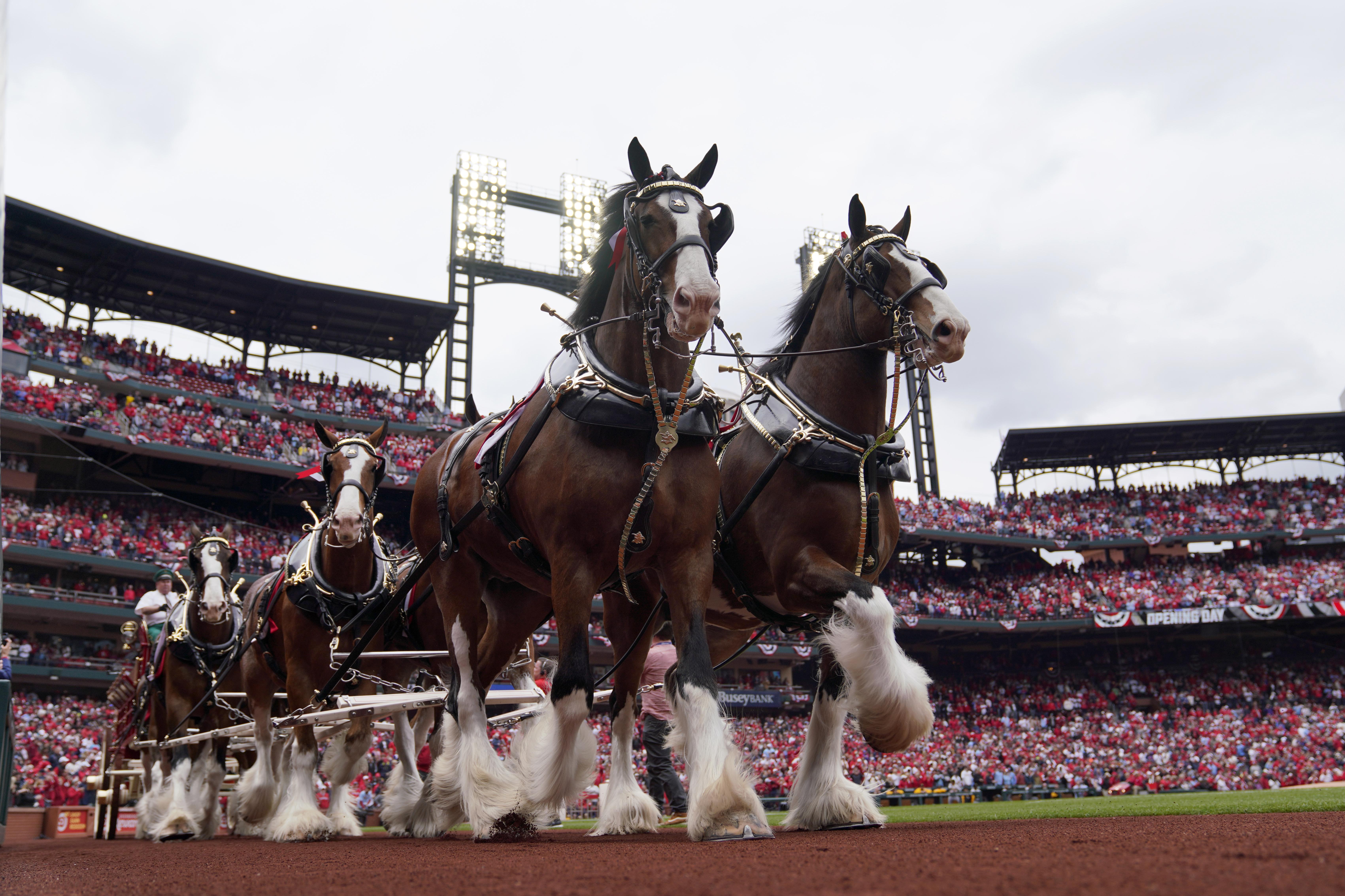 Budweiser Clydesdale Events Canceled as Bud Light Boycott Grows