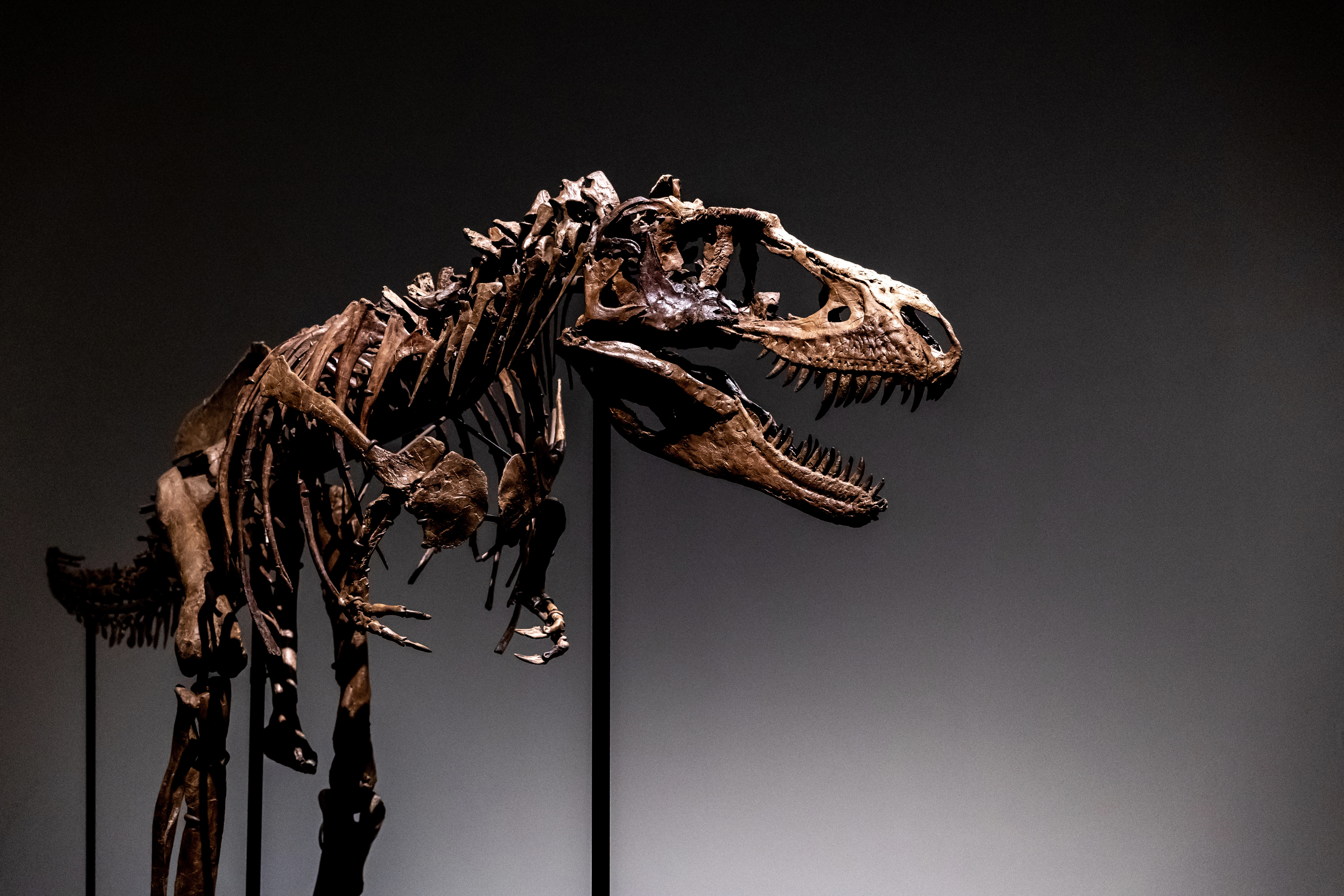 zoologist tyranosaurus rex ズーロジスト Zoologist Tyrannosaurus Rex Deluxe Bottle
