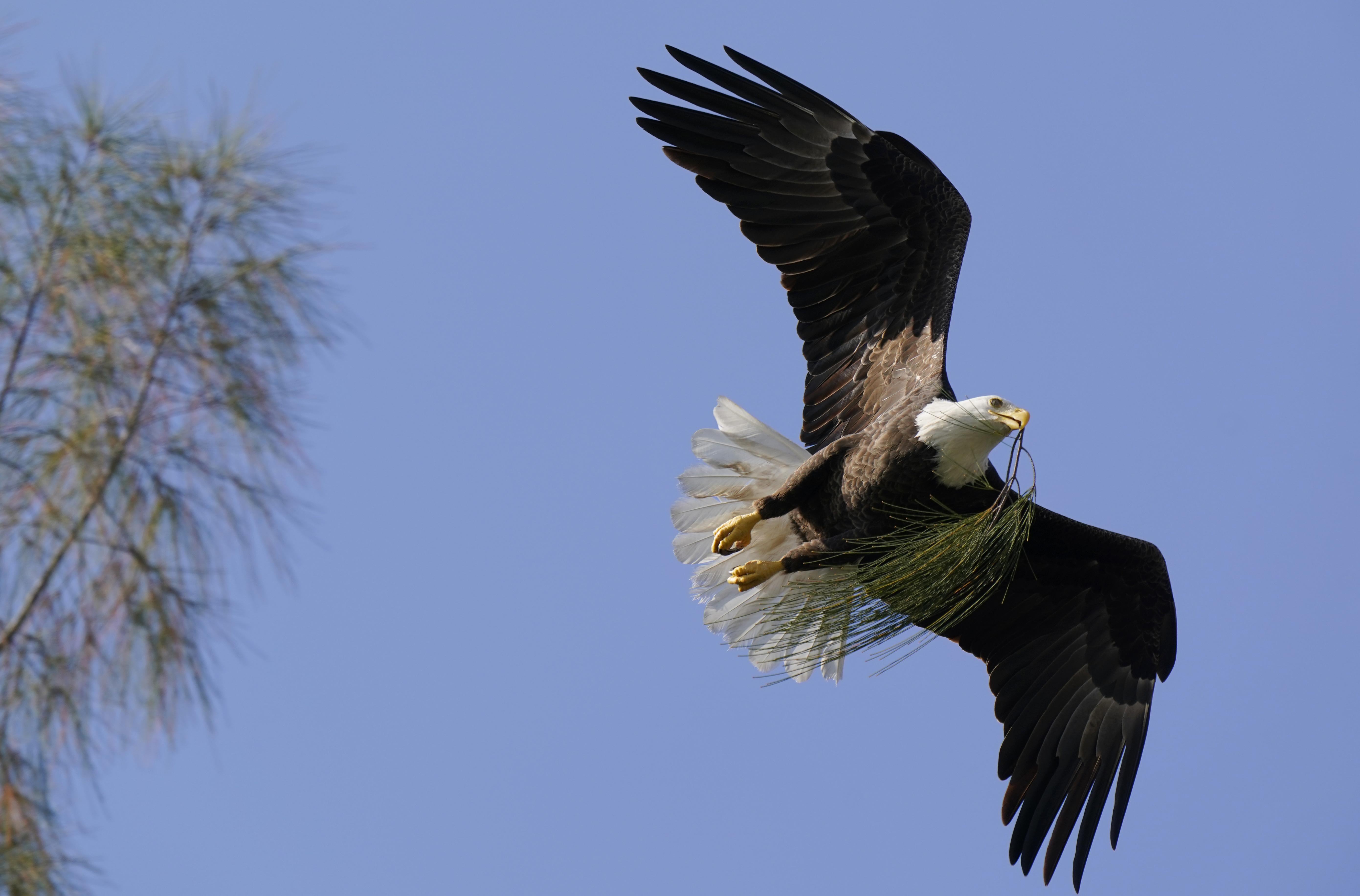 Game Commission investigating after Bald Eagle found dead in Washington Co.