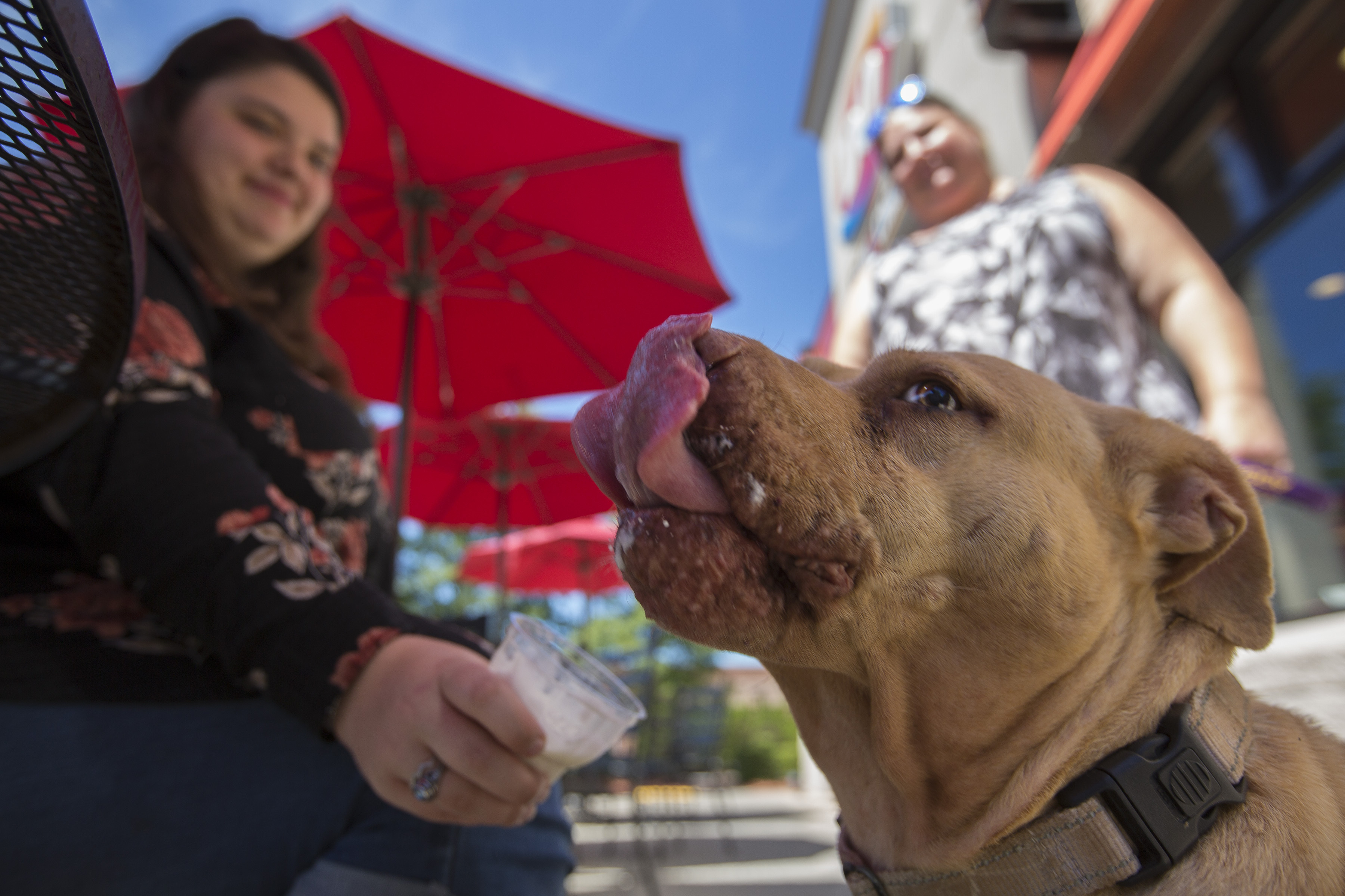 Vets warn of ‘petdemic’ after parvovirus kills dogs in Michigan, encourage vaccinations for pups