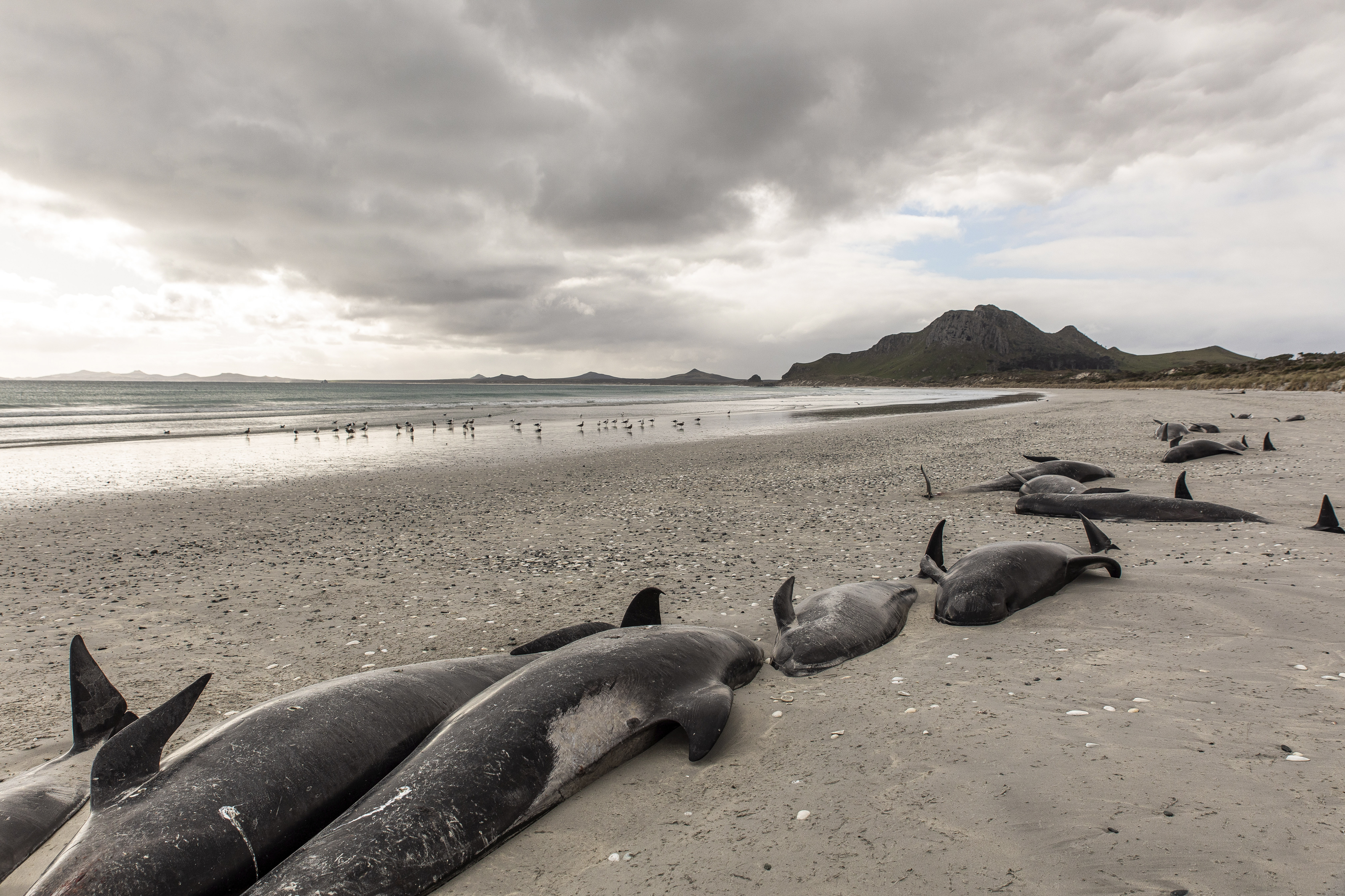 477 whales die in 'heartbreaking' New Zealand strandings