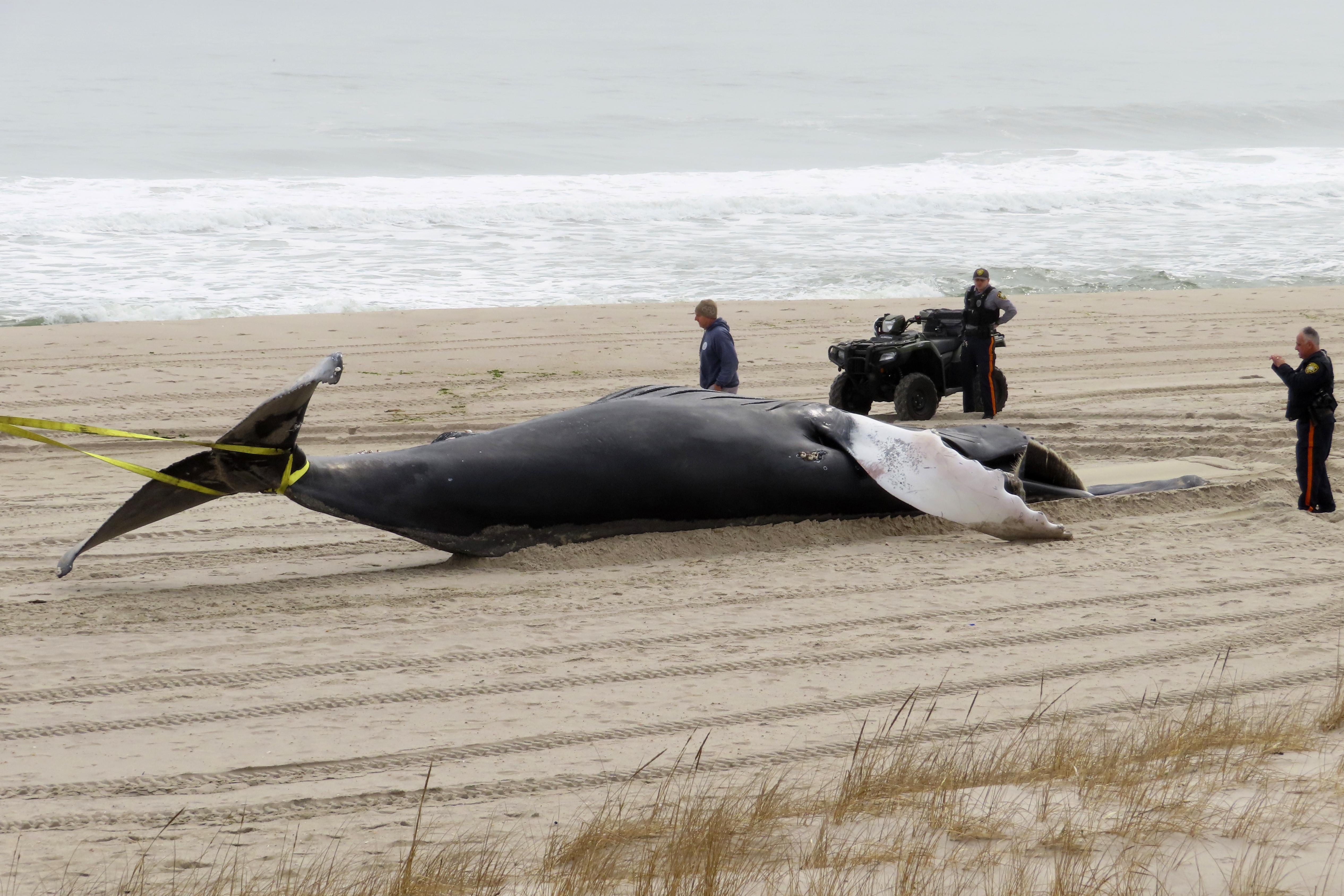 Offshore wind critics call for investigation of New Jersey whale strandings