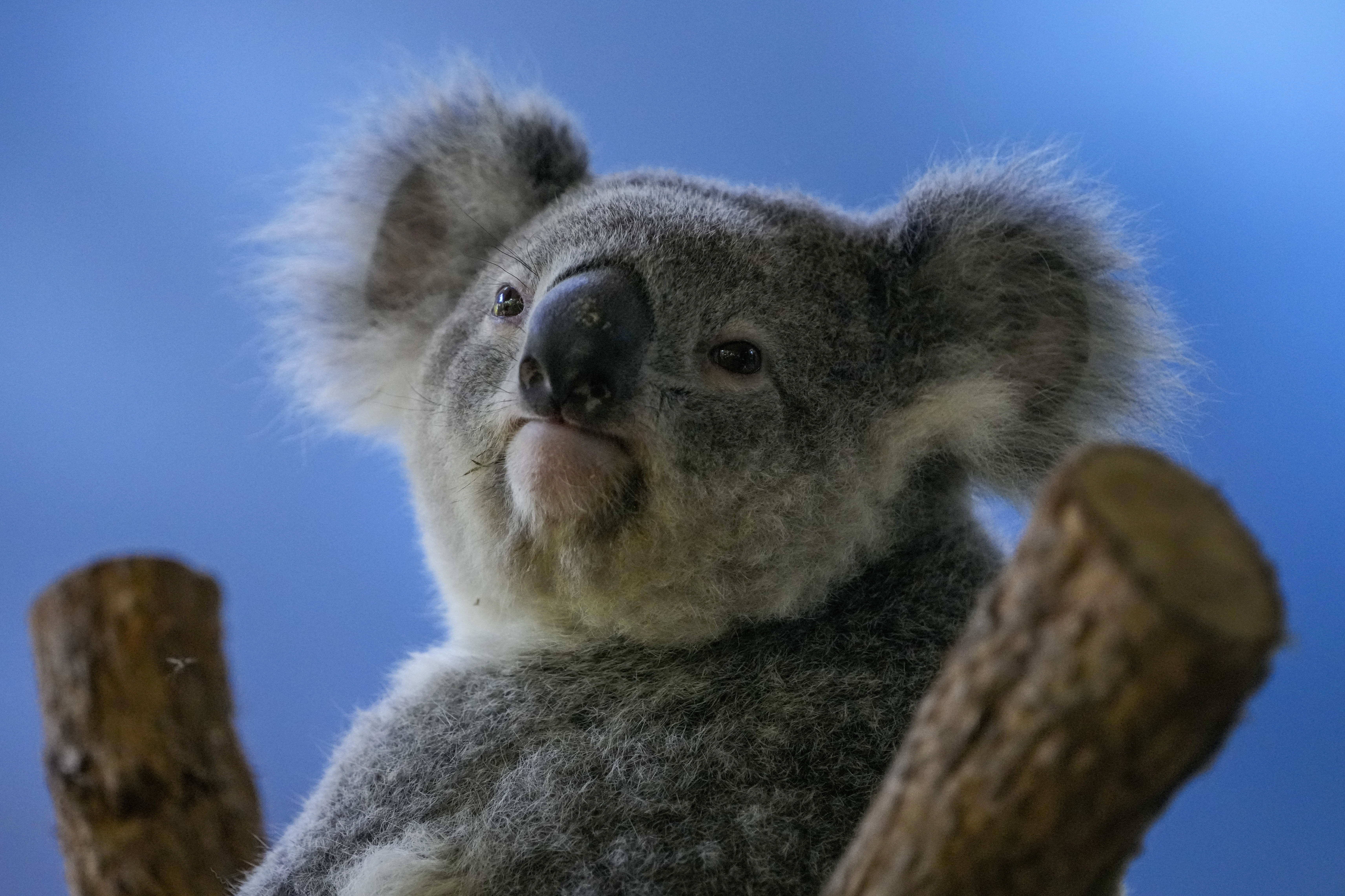 Scientists Begin Vaccinating Wild Koalas Against Chlamydia, Smart News