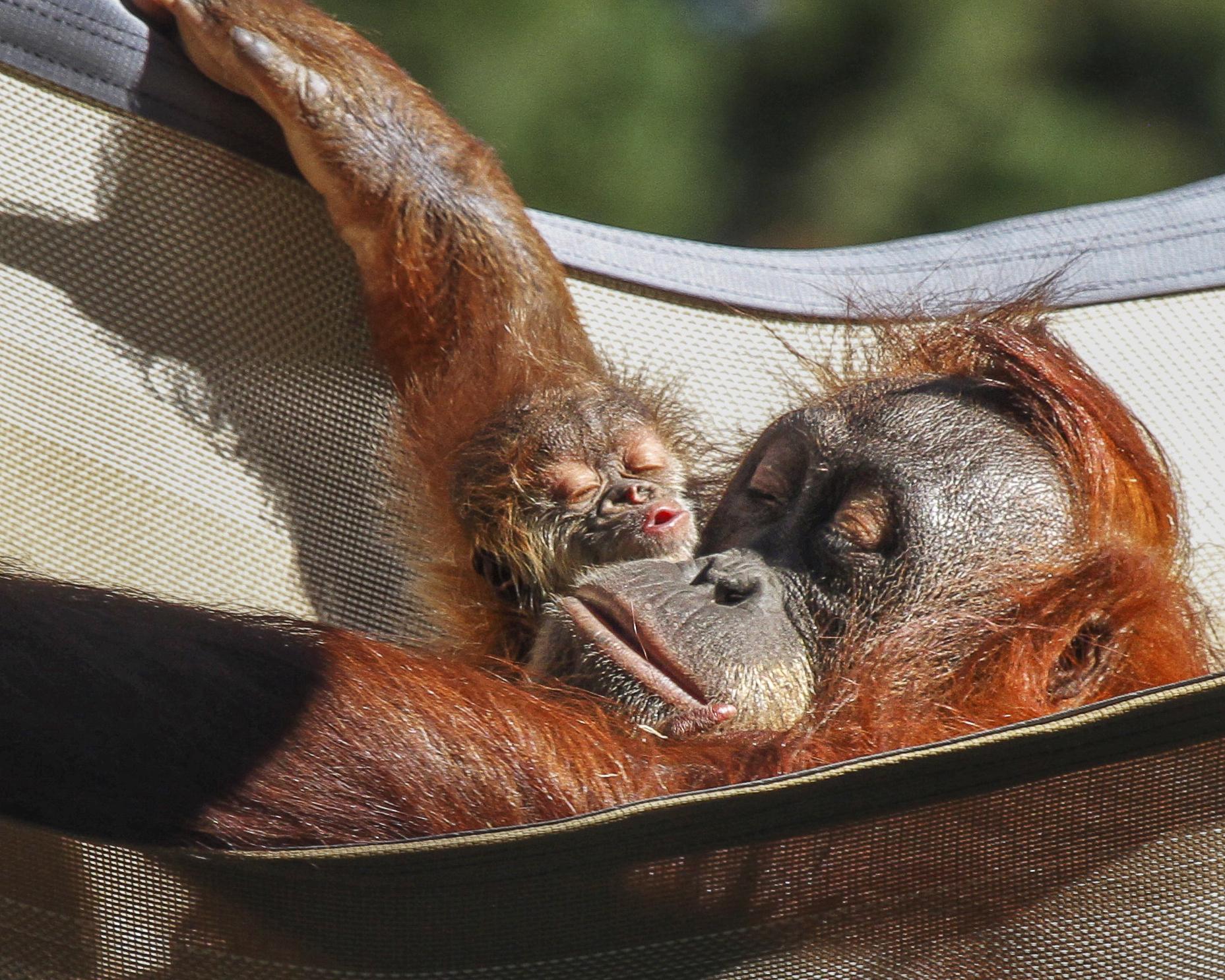 Maury Povich calls out the dad again, this time of a Denver Zoo