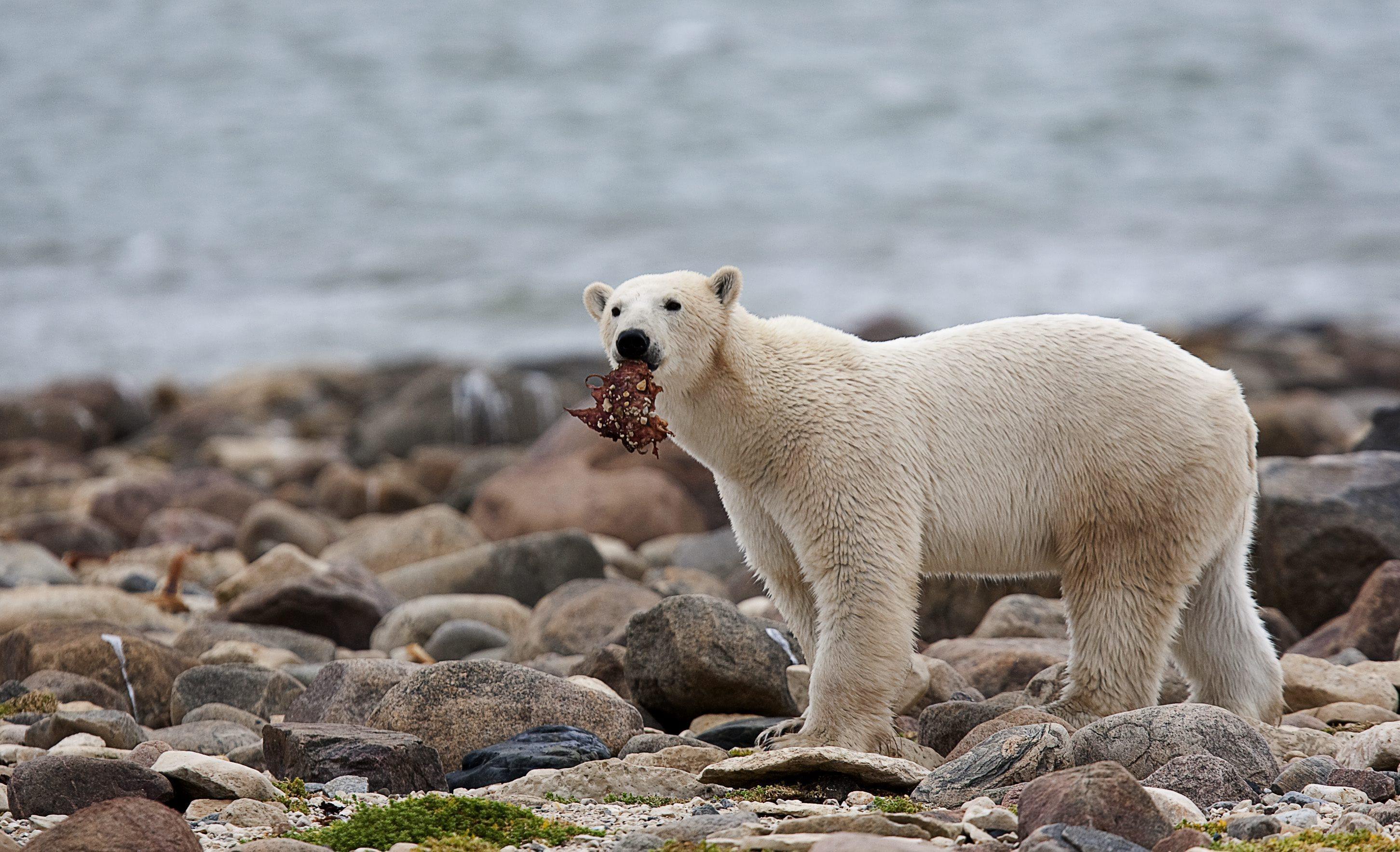 Climate change is forcing polar bears to eat garbage