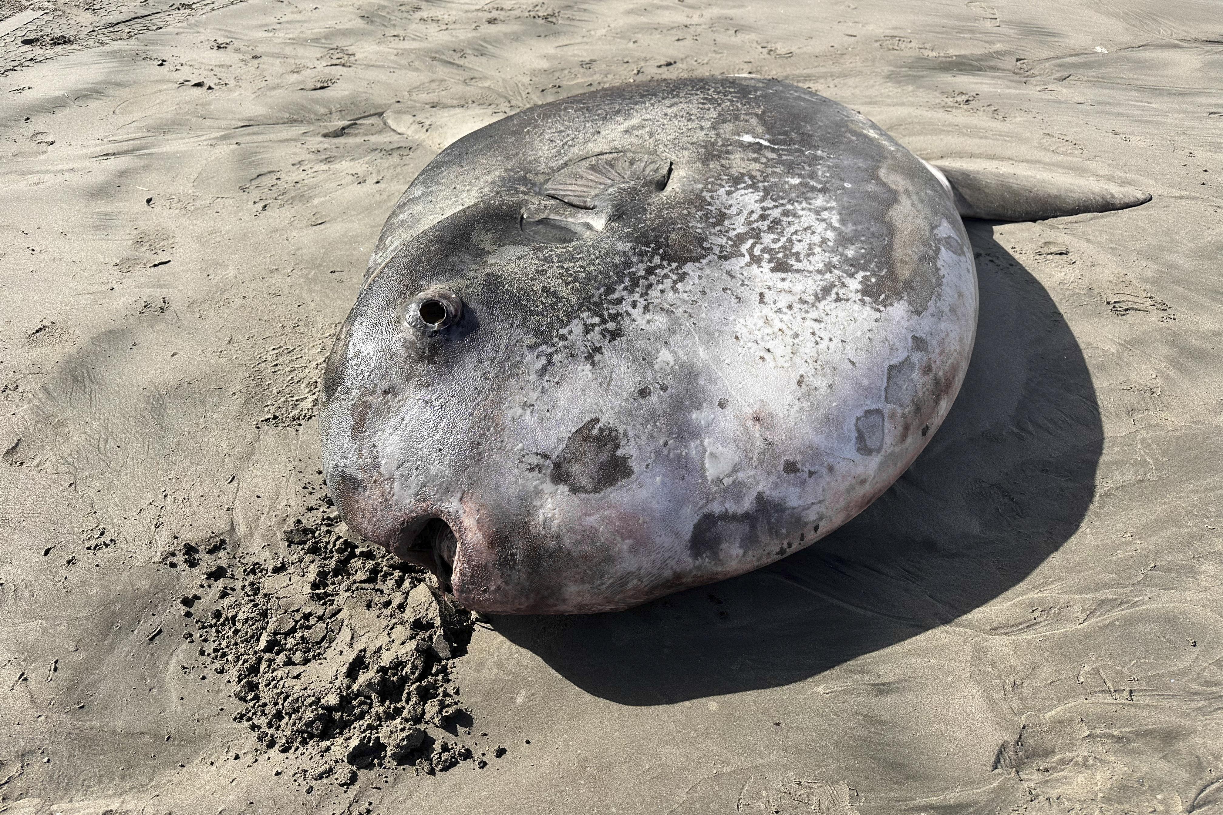 Large sunfish washes up on Oregon beach, could be largest