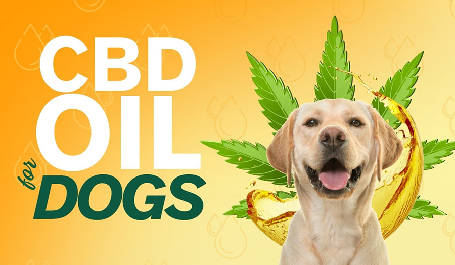 Best CBD Oil for Dogs to Help With Anxiety, Pain & Arthritis (sponsored)