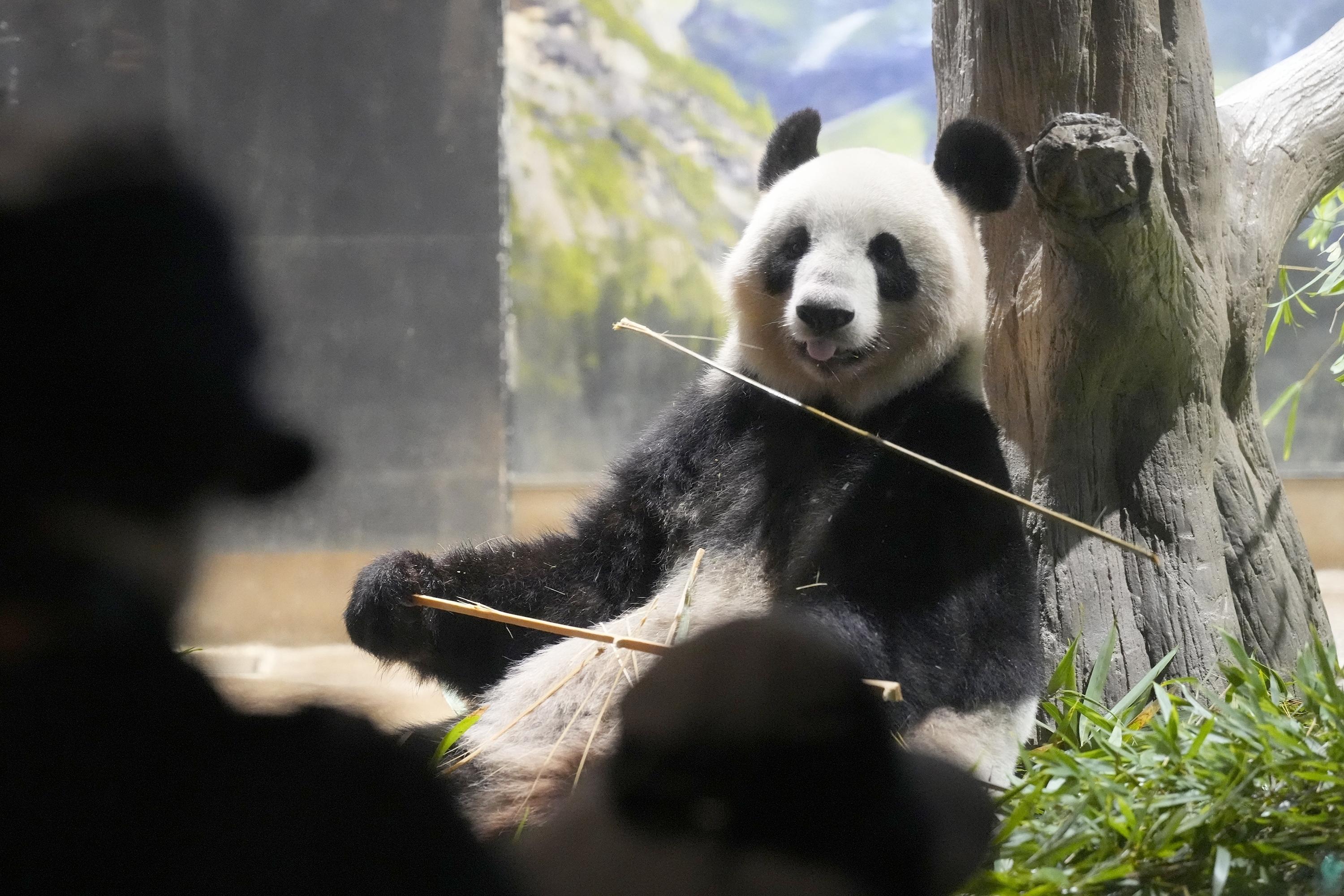 Japanese fans bid farewell to beloved pandas at Tokyo's Ueno Zoo before their return to China - Washington Times