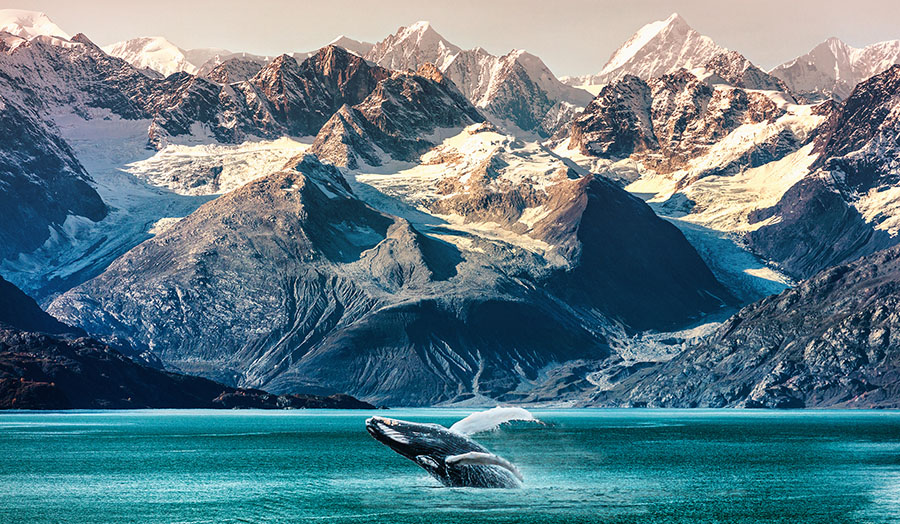 Hobbies Related to Wildlife That Will Change Your World (sponsored)