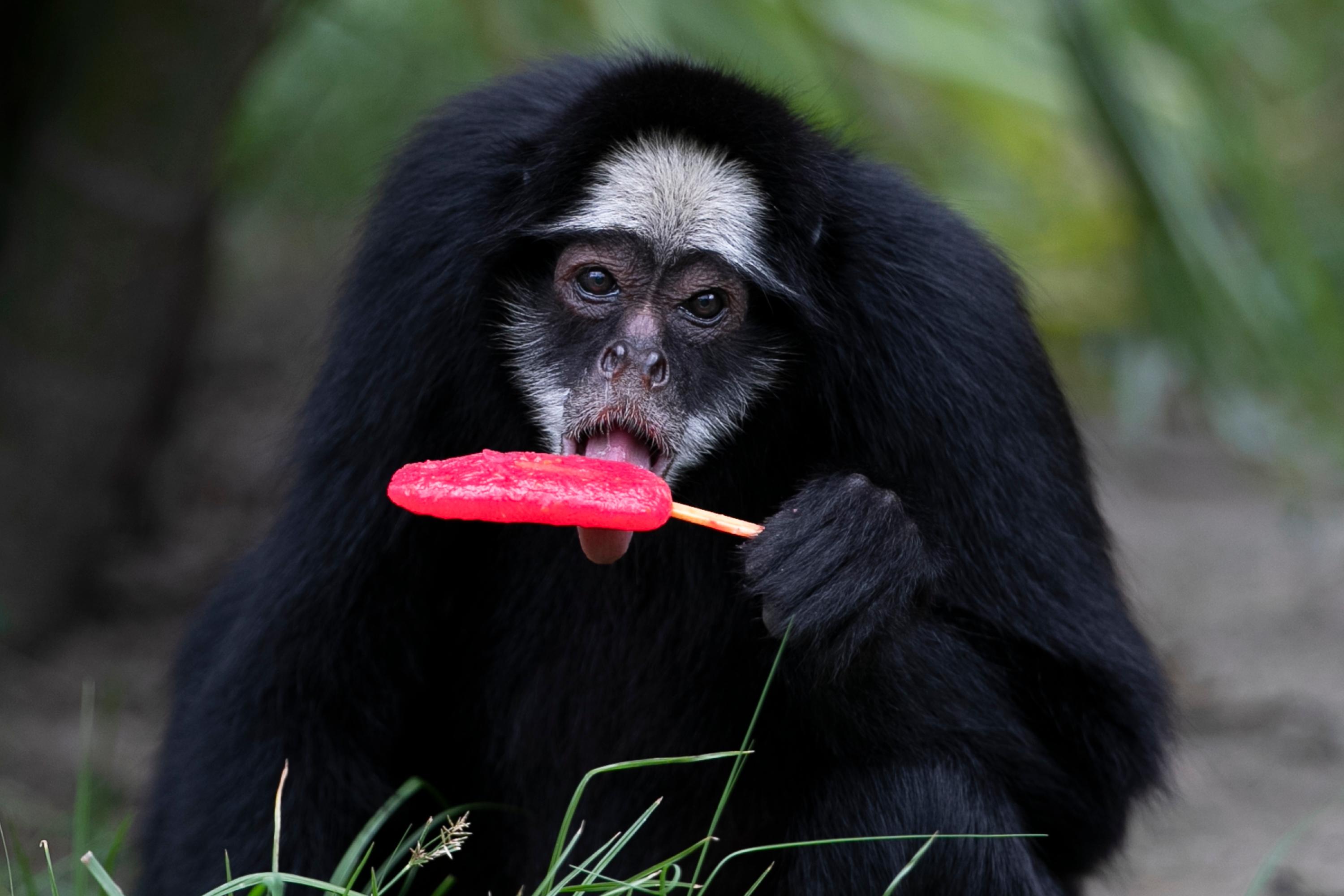 Rio de Janeiro zoo animals are treated to popsicles as the city
